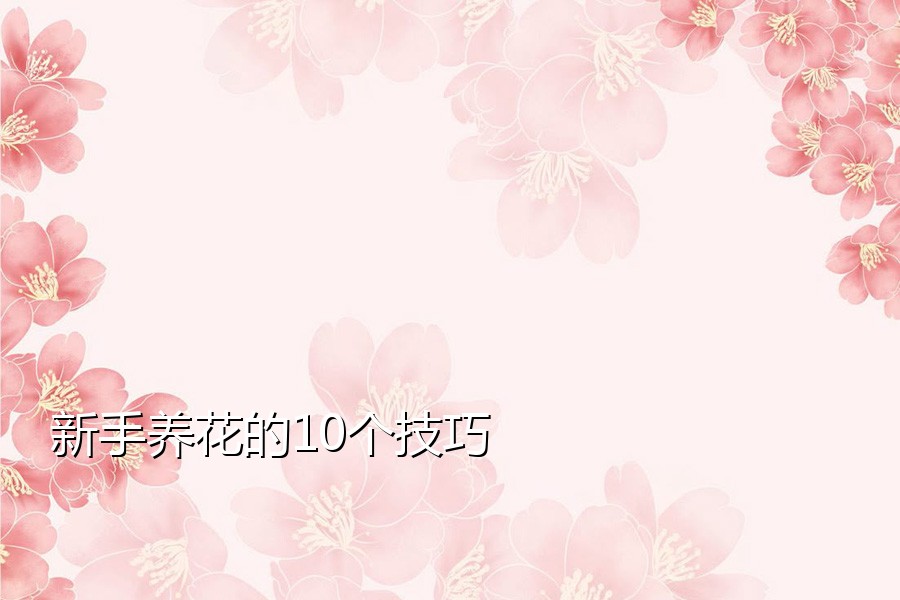 新手养花的10个技巧